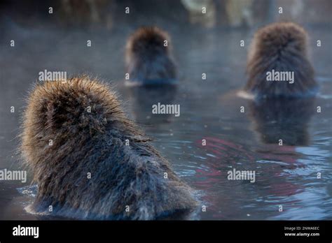 Monkeys In A Natural Onsen Hot Spring Located In Jigokudani Monkey Park Nagono Prefecture