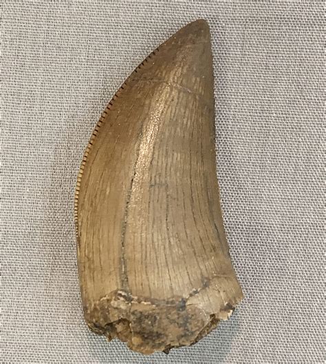 T Rex Tooth Fossil Store