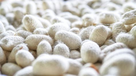 Serrapeptase Side Effects and Benefits