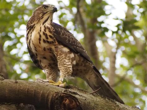 The Wildlife of Erawan National Park - Animals Network