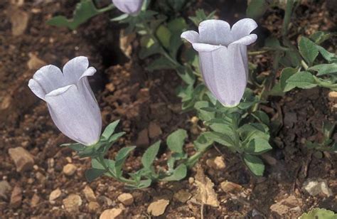 Campanula Incurva Aucher Ex A DC Plants Of The World Online Kew