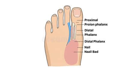 Illustration Of A Human Foot Showing A Labeled Diagram Of The Toe