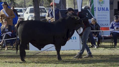 CAMPEONATO TERNERO MENOR A BOZAL Canal Ganadero