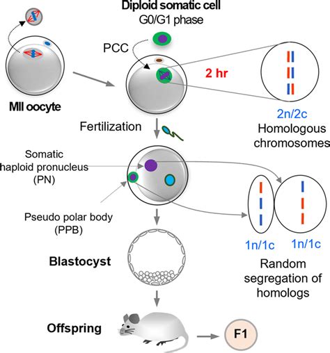 Schematic Graphic For Induction Of Haploidy In Somatic Cells By Mature