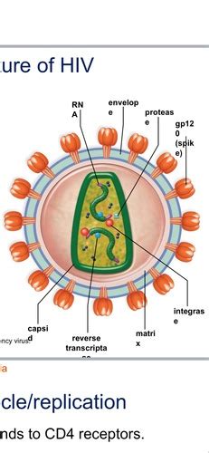 Infectious Diseases Flashcards Quizlet