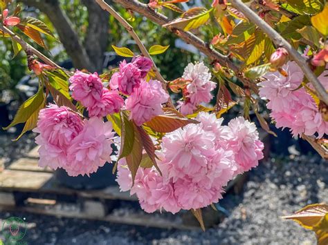 Ere A Okrasn Prunus Serrulata Kiku Shidare Sakura