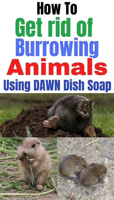 How To Get Rid Of Burrowing Animals Artofit