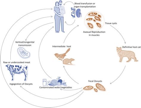 Medical Matters Toxoplasma Gondii