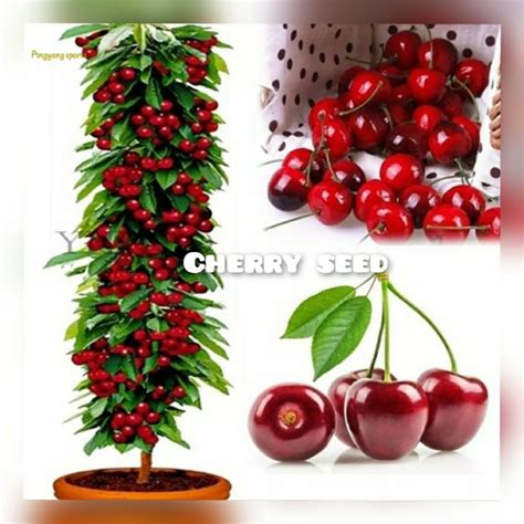 Jual Buah Cherry Benih Biji Butir Shopee Indonesia