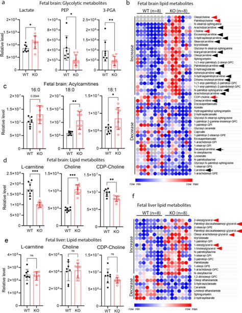 Mfsd C Cell Research X Mol