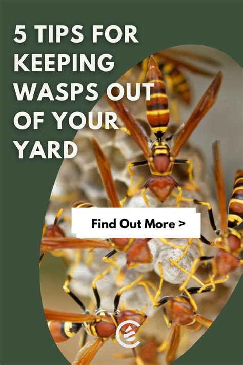 Top 5 Tips To Get Rid Of Wasps In Your Yard Cedarcide Wasp Wasp