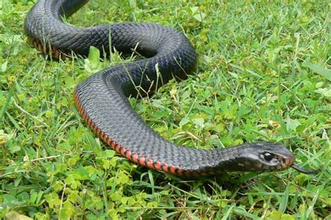 Red-Bellied Black Snake | Snakes