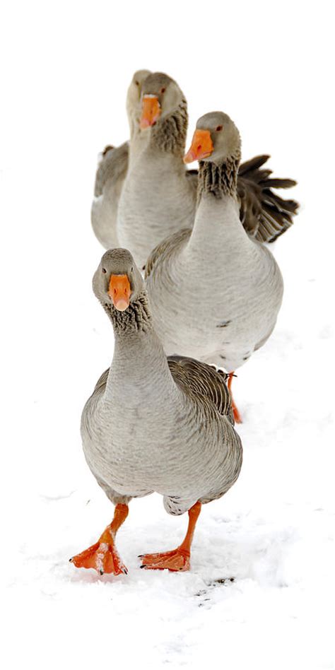 Goose Stepping Photograph by Thomas Shanahan | Fine Art America