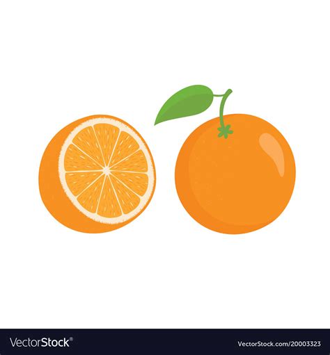 Oranges orange slice half cut orange and front Vector Image