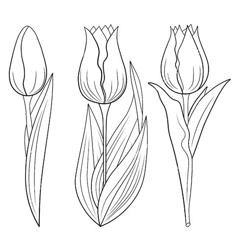 Ausmalbilder Tulpe Kostenlose Malvorlagen