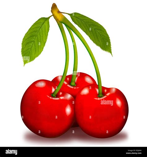 Three Cherries With Stems And Leaves Illustration Stock Photo Alamy