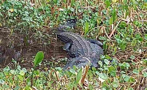 What Color Is An Alligator Swamp Fever Airboat Adventures