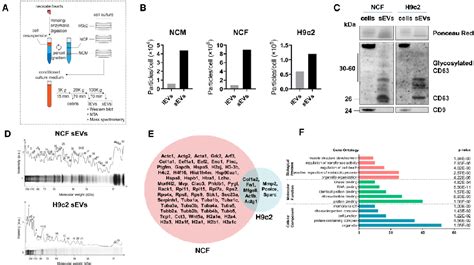 Pdf Lim Domain Binding Ldb Identified As A Potential Marker Of