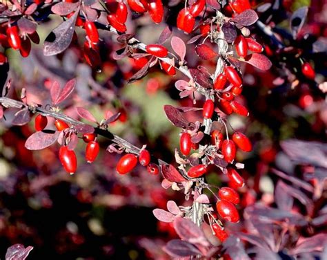 15 Seeds Common Barberry Bush Berberis Vulgaris Edible Berries - Etsy