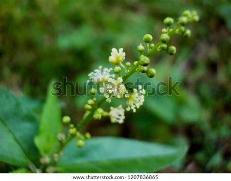 Inflorescence Croton Bonplandianum Ban Tulsi White Stock Photo