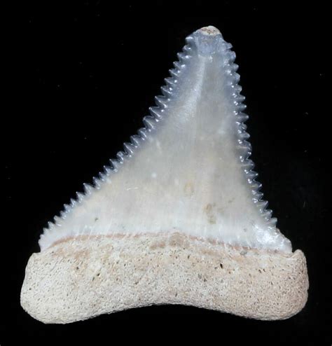 Beautiful, 1.11" Fossil Great White Shark Tooth - Florida For Sale (#34779) - FossilEra.com