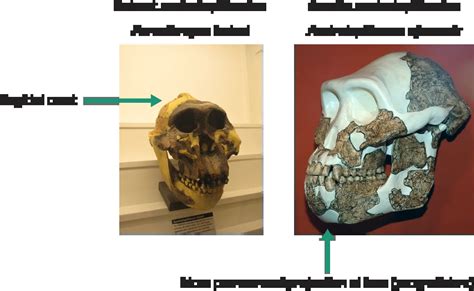 Australopithecus Garhi Skull