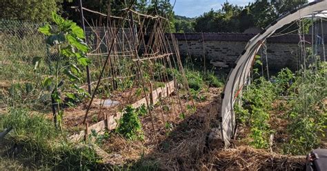 Comment Prot Ger Son Jardin De La Canicule Lui Aussi Cherche L Ombre