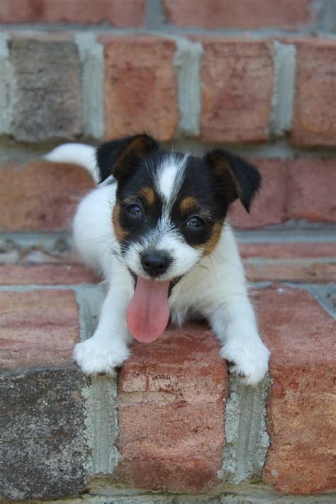 Jack Russell Terrier Szczeniak Darmowe zdjęcie na Pixabay Pixabay