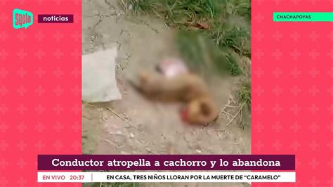 Chachapoyas Conductor Atropella A Cachorro Y Lo Abandona YouTube