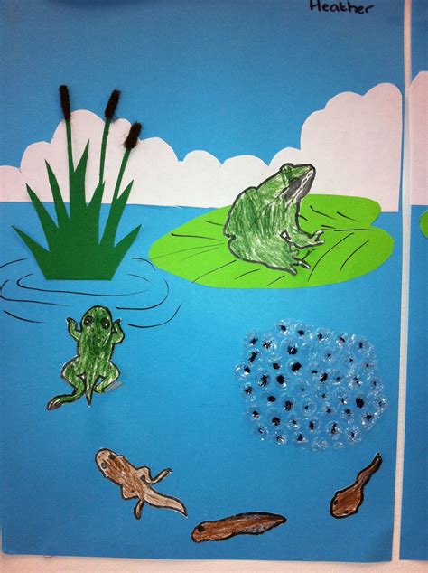 Life cycle of the frog, we used bubble wrap for the frog spawn Animal ...