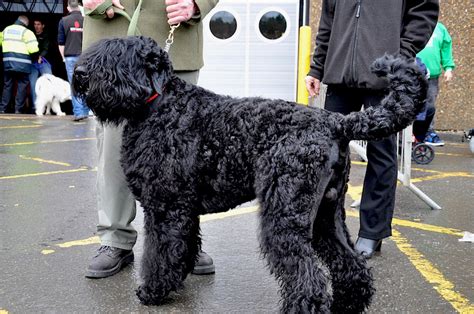 Black Russian Terrier - 101DogBreeds.com