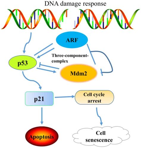 Possibility Of Inducing Tumor Cell Senescence During Therapy Review