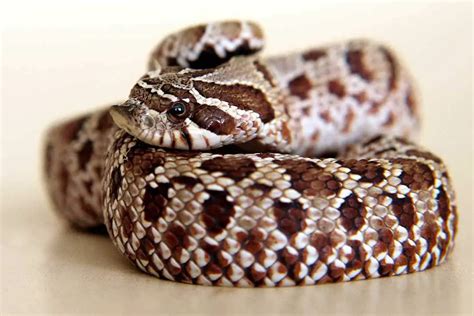 Western Hognose Snake Size: How Big Do They Get? - ReptileHow.com