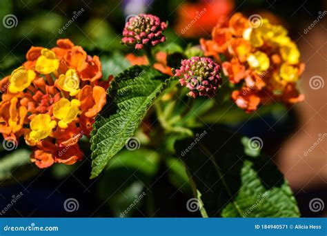 Landmark Citrus Lantana Orange And Yellow Flower Stock Image Image Of