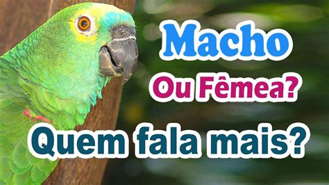 Como Saber Se A Maritaca É Fêmea Ou Macho - maritaca macho canta mais que fêmea? Quem fala mais a maitaca fêmea ou ...