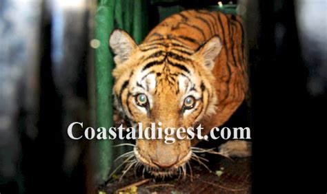 Mysore: Man-eater tiger caught finally | coastaldigest.com - The ...