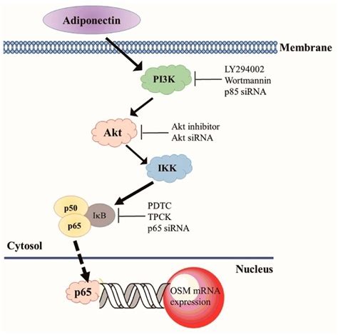 Ijms Free Full Text Adiponectin Induces Oncostatin M Expression In Osteoblasts Through The