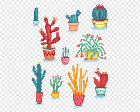 Cactus Illustrations Cactaceae Succulent Plant Drawing Illustration