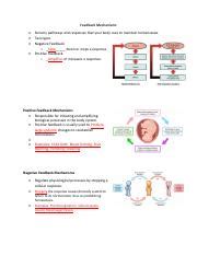 Feedback Mechanisms- Key.pdf - Feedback Mechanisms • • • • Sensory ...