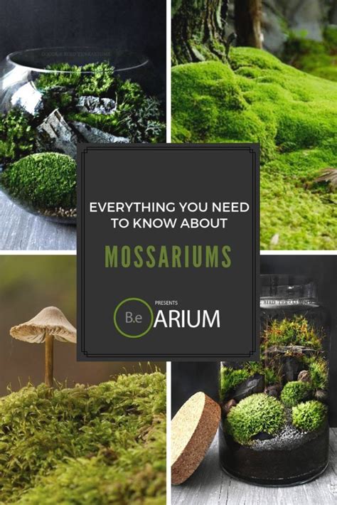 Mossarium The Ultimate Guide And How To Build Moss Terreriums