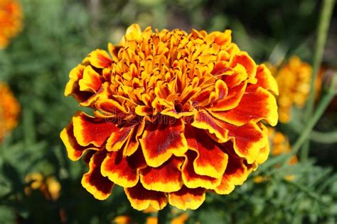 Safari Scarlet Marigold Flowers Stock Image Image Of Orange Flower