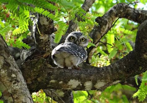 The Wildlife of Yosemite National Park - Animals Network