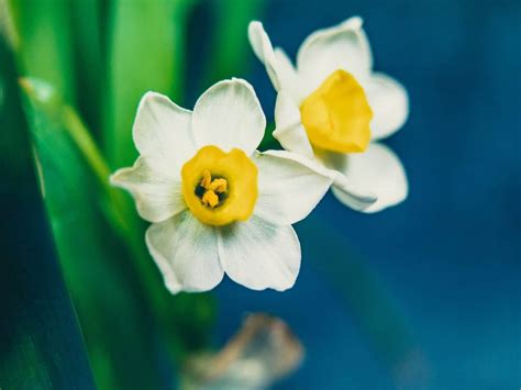 Daffodils: Meaning & Symbolism + Images