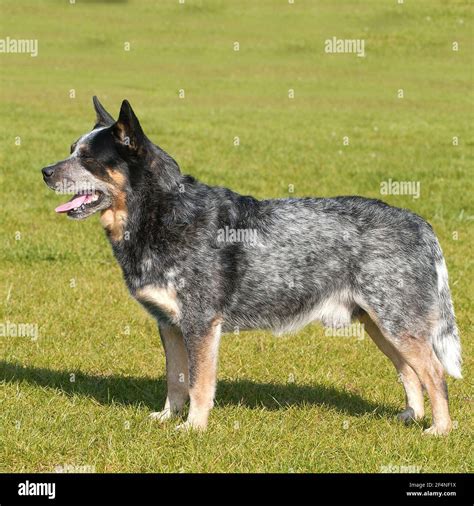 Side profile of dog hi-res stock photography and images - Alamy