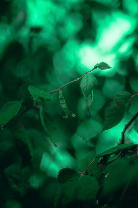 Leaves Branches Macro Drops Green HD Phone Wallpaper Peakpx