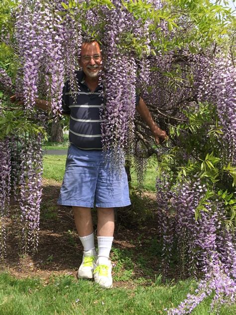 Wisteria Bonsai – Valavanis Bonsai Blog