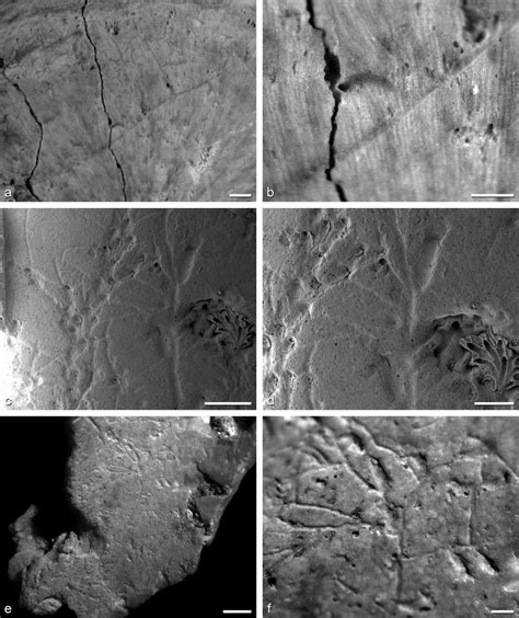 A B Stolonicella Filosa Voigt Holotype Smf Late