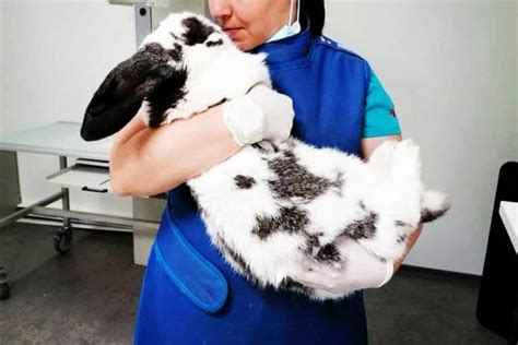 Checkered Giant Rabbit: Appearance, Lifespan, Temperament, Care Sheet