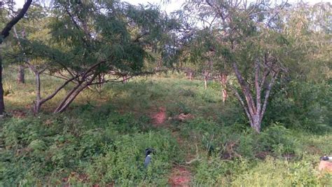 Agricultural Land Acre For Sale In Reddiyarchatram Dindigul Rei