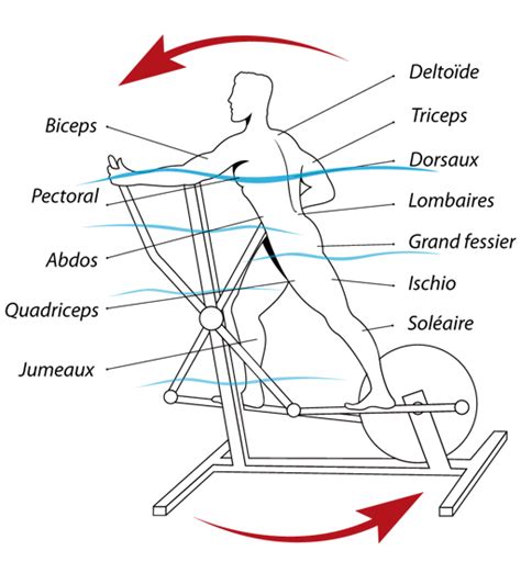 Velo elliptique muscles sollicités Muscu maison